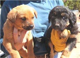 person holding two dogs